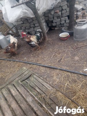 költöző porcelán  kakas tyukkal