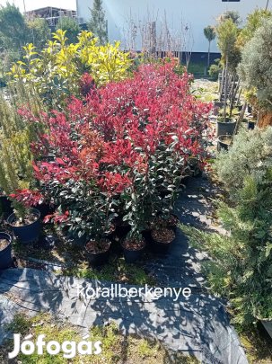 korallberkenye 70-80  cm