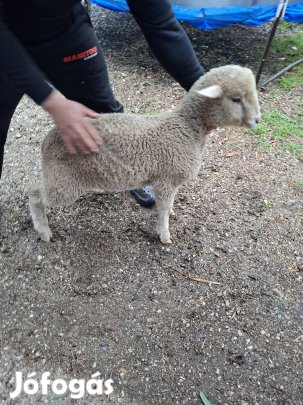 kos bárány eladó