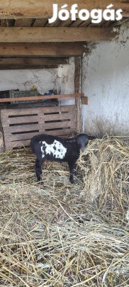 kos bárány költözne