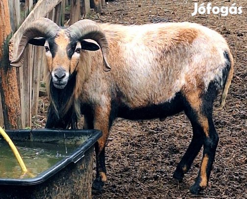 kos bárányok és apjuk eladó