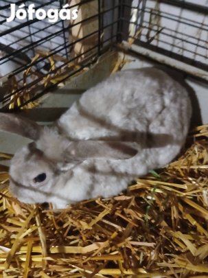 kossoru rex törpe nyuszi