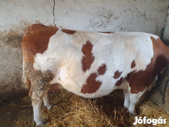 közel ellős tehén eladó.