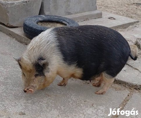 közel ellős vietnámi koca! 