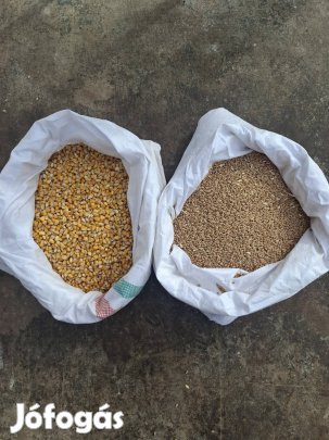 kukorica, búza , zsákolva , 