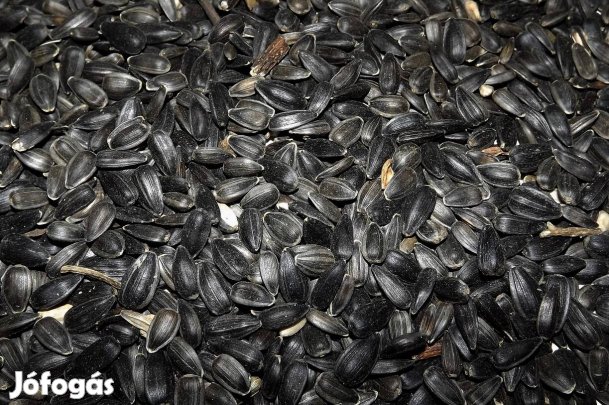 kukorica, búza, napraforgó eladó 