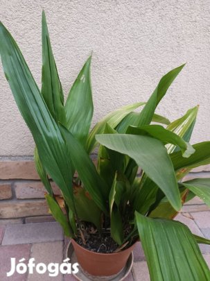 kukorica virág eladó