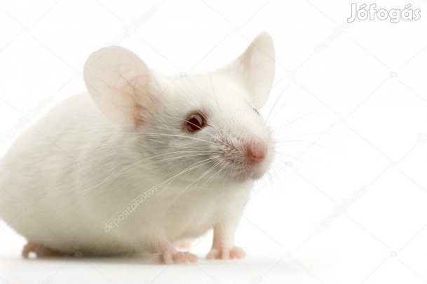 laboregér. takarmányegér