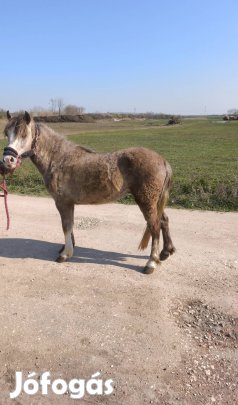 lámbás új helyre költözne vagy cserélhető 