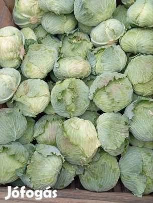 lapos káposzta 
