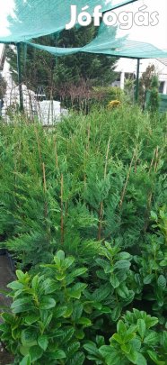 leylandi ciprus 150-170 cm