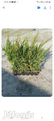 leylandi ciprus 60- cm 