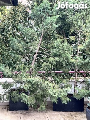 leylandi ciprusok 5 db 