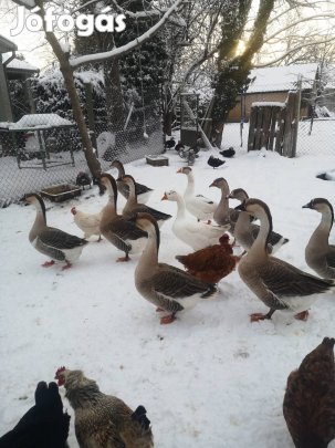 liba tojás pulyka tojás elado