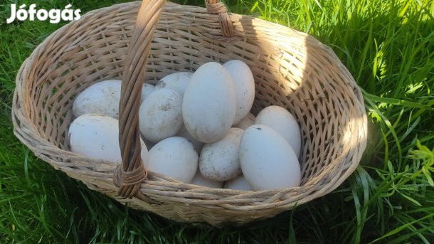 libatojás keltetésre 