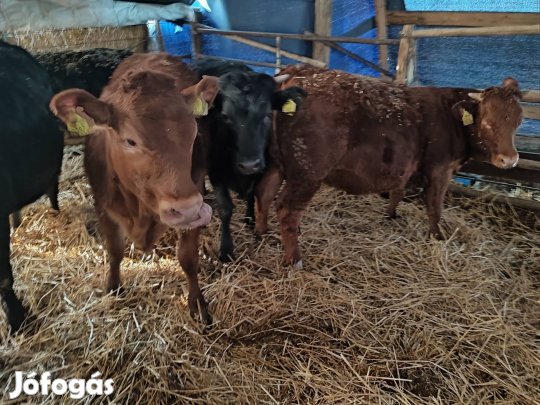 limousine keresztezett üszők