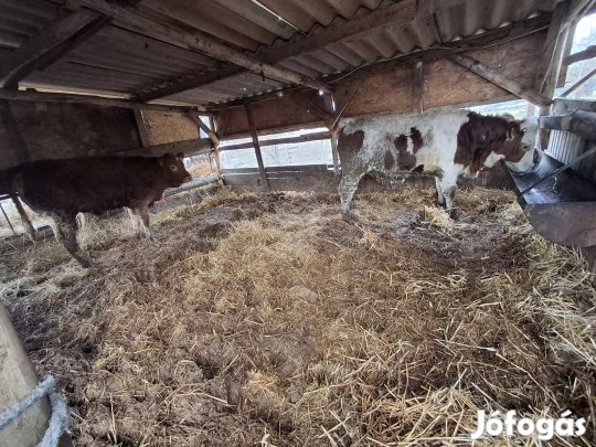 limuzin üsző és magyar tarka üsző 