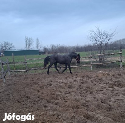 lipicai kanca csikó