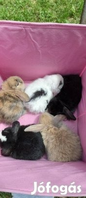 lógó fülű törpenyúl, törpe nyuszi