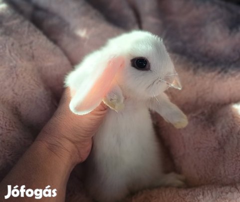 lógófülű törpe nyúl