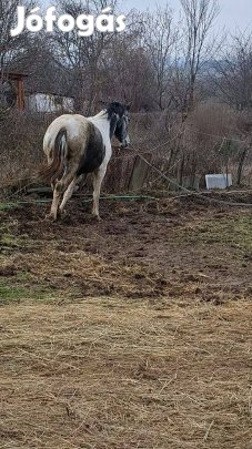 lótrágya ingyen vihető 