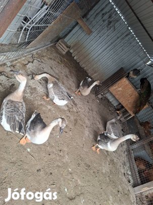 lúd,liba eladó
