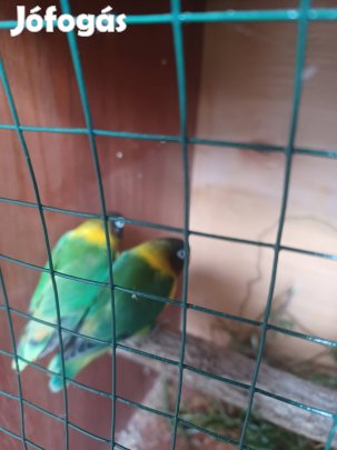 madár és szárnyas álat