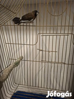 madarak! sirályka pintyek!