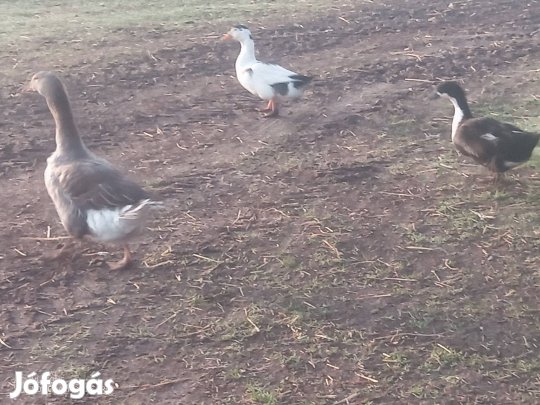 magyar kacsa pár és egy liba
