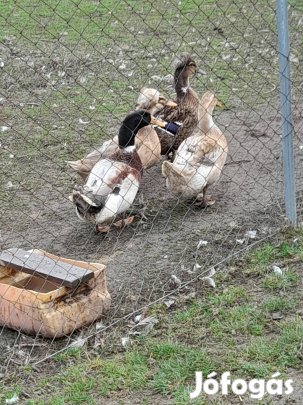 magyar kacsa tojás eladó
