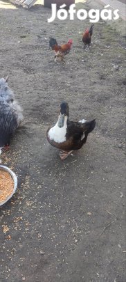 magyar kacsa tojó eladó