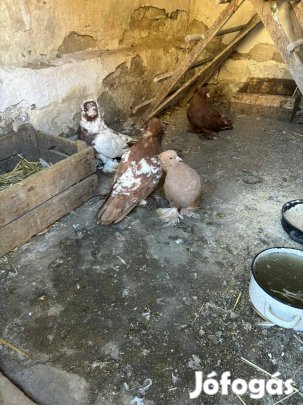 magyar óriás galamb