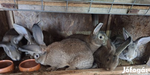 magyar óriás nyúl