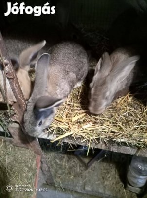 magyar óriás nyulak eladók 