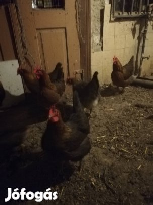 magyar őshonos fogoly szinű tyukok tojásaik 