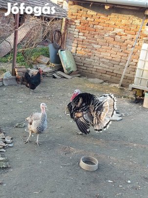 magyar pulyka eladó 