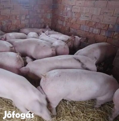 malac, süldő, hízó költözne! 