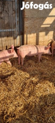 malac süldők eladók 