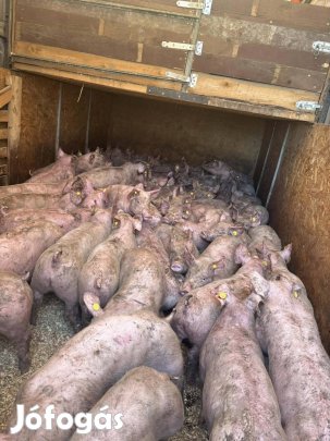 malac süldök felvásárlás