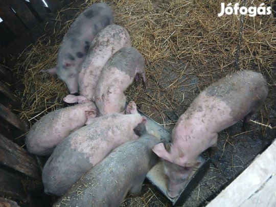 malacok 3 hónaposak 