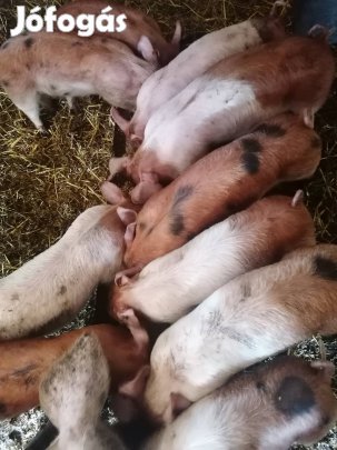 malacok eladók sárbogárd  