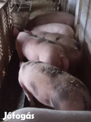 malacok eladók szép sonkásak 