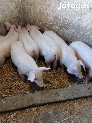 malacok költöznének 