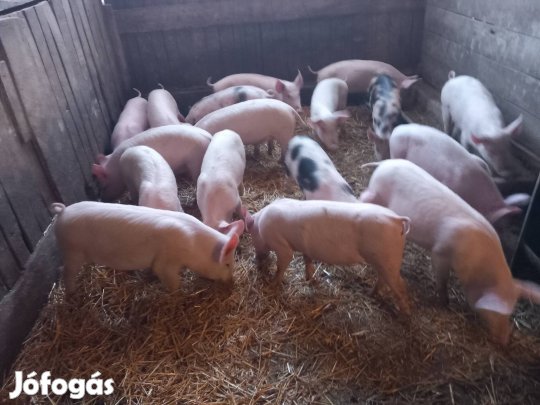 malacok süldök hizó eladó