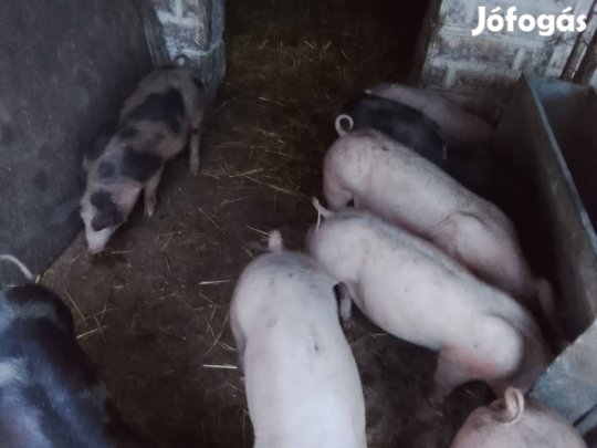 malacok süldök hizok 