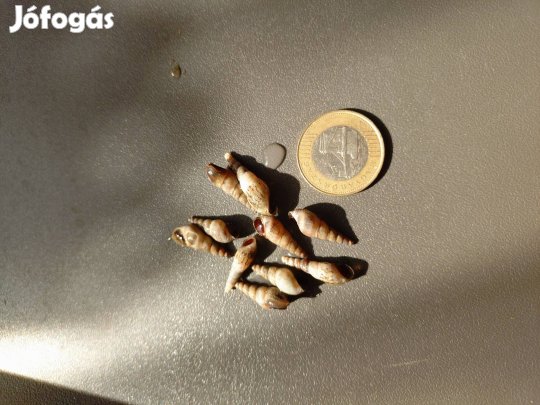 maláj tornyos csiga akváriumba