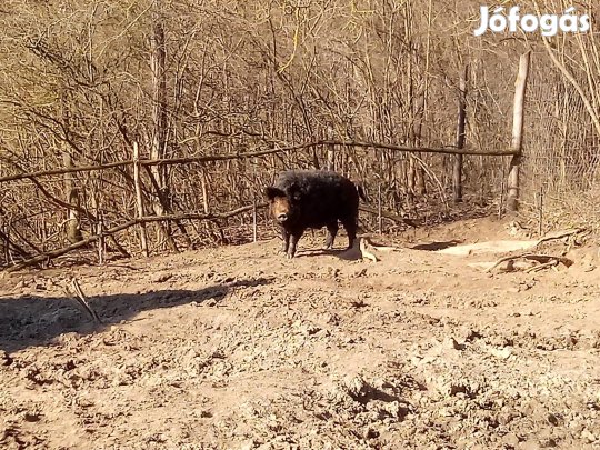 mangalica duroc kan disznó sertés