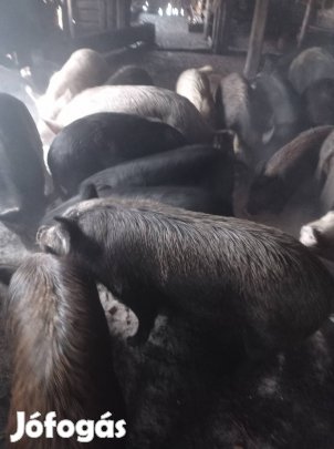 mangalica durok keverék hízók eladó 