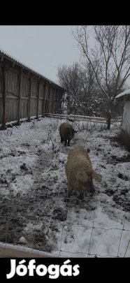 mangalica hízók 