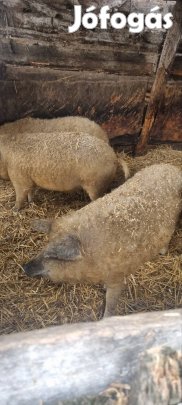 mangalica hizók szabad tartásos 